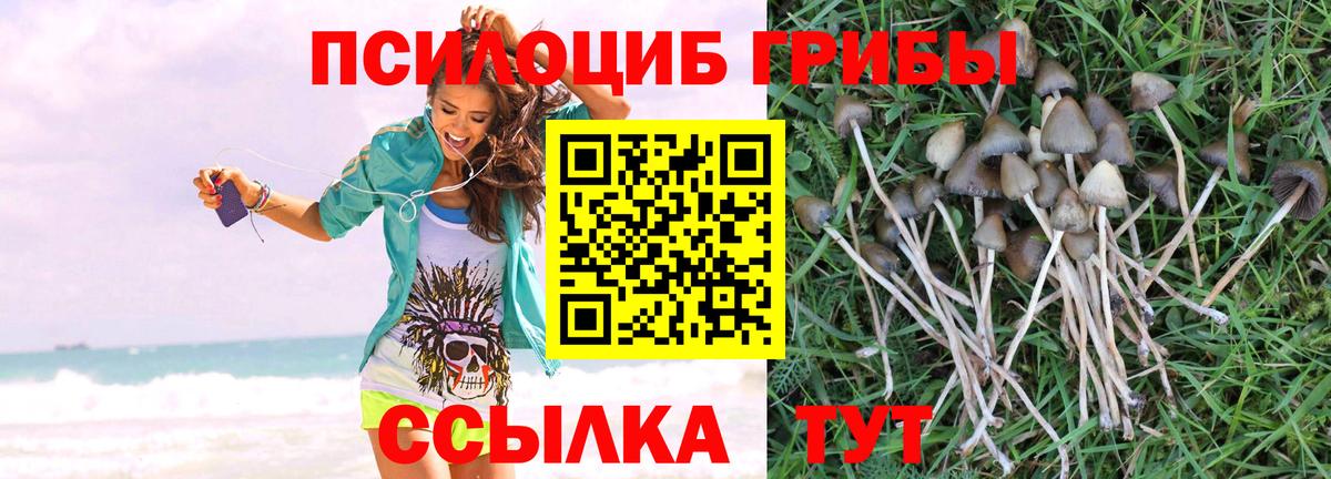 Галлюциногенные грибы Psilocybine cubensis  где найти   Нижневартовск  Вход с VPN 
